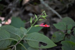 Salvia karwinskii