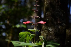 Salvia karwinskii