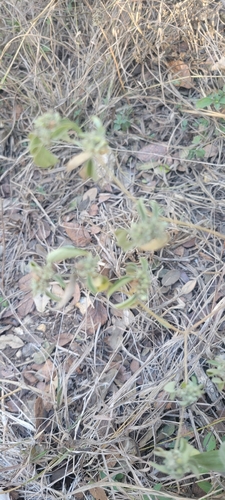 Foto de croton