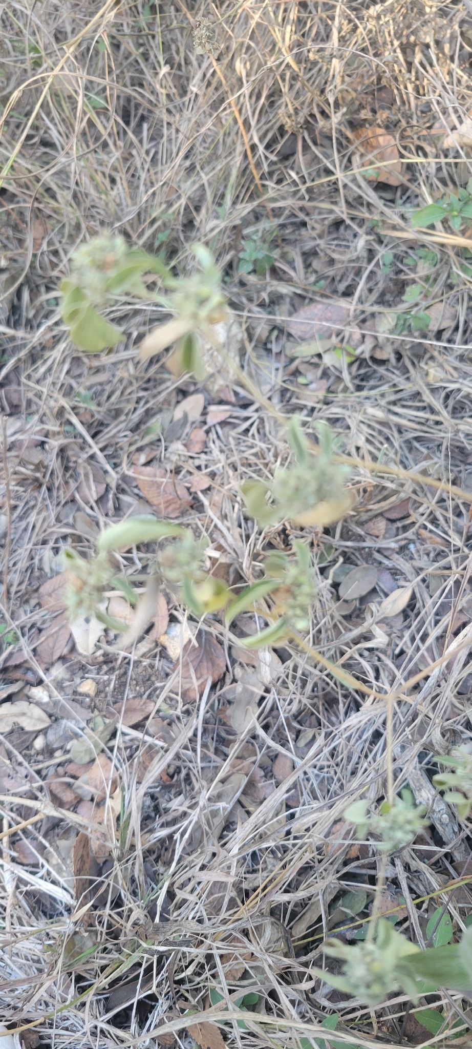 Imagem de croton