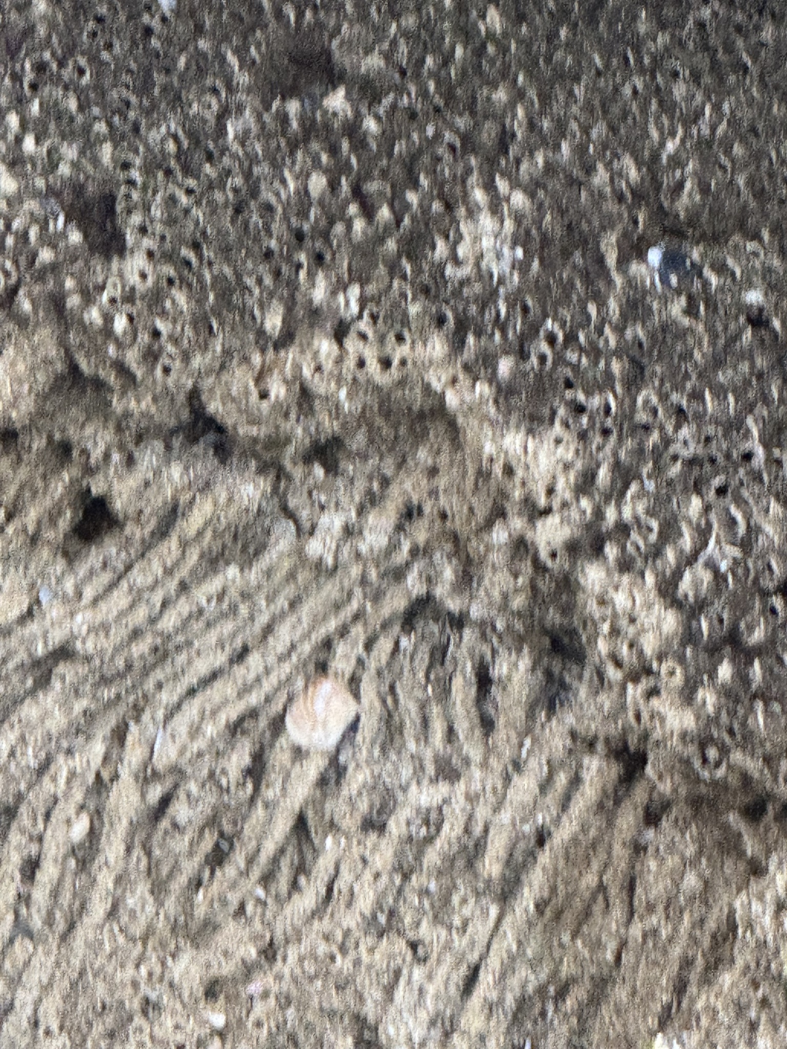 Phragmatopoma californica (Fewkes, 1889)