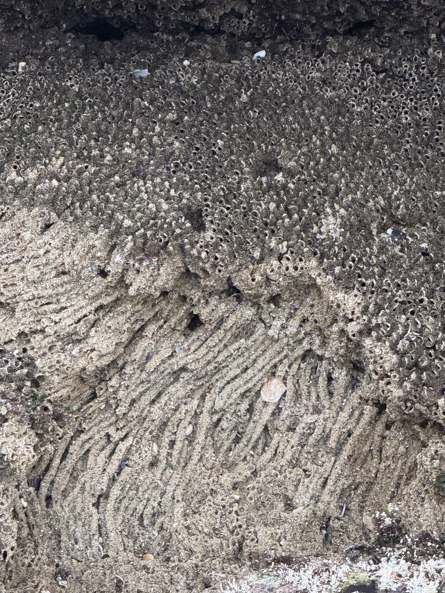 Phragmatopoma californica (Fewkes, 1889)