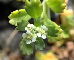 Lepidium rekohuense