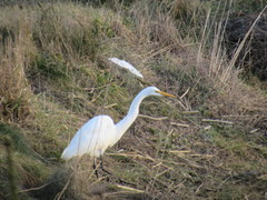 Ardea alba egretta