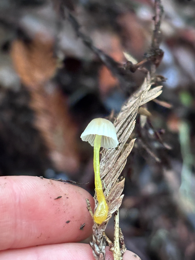 Mycena epipterygia · January 2026 · photo: © reago (iNaturalist, cc-by)