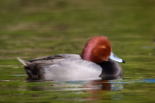 Redhead, photo 9 of 10