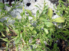 Lepidium rekohuense