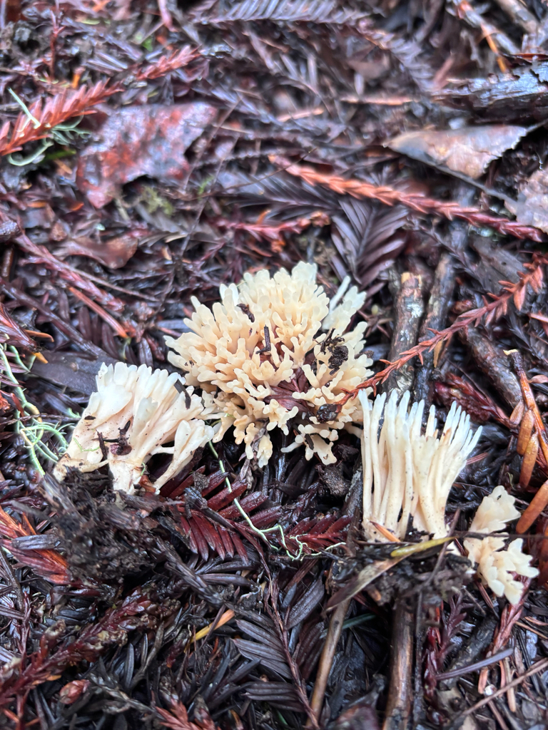 Tremellodendropsis tuberosa · January 2026 · photo: © reago (iNaturalist, cc-by)