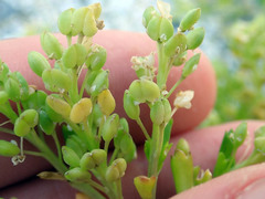 Lepidium rekohuense