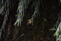 Isochilus aurantiacus