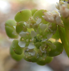 Lepidium rekohuense