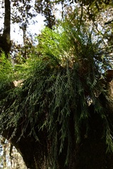 Isochilus aurantiacus