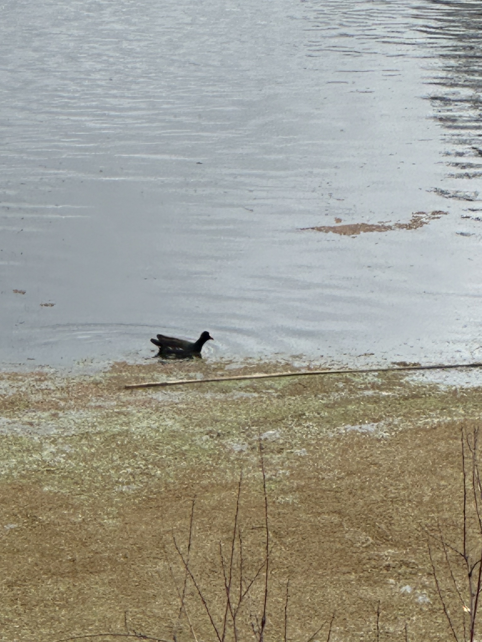 Common Moorhen (Gallinula chloropus), photo 4