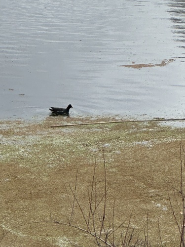 Common Moorhen (Gallinula chloropus), photo 5