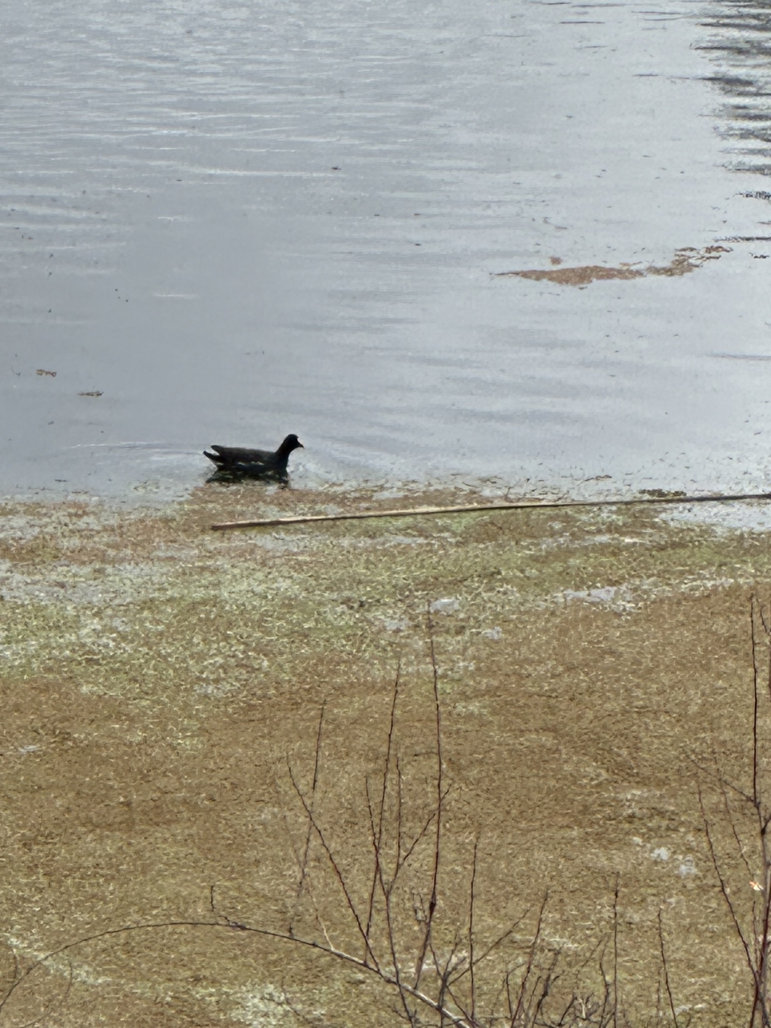 Common Moorhen (Gallinula chloropus), photo 5