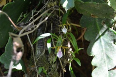 Rhynchostele stellata