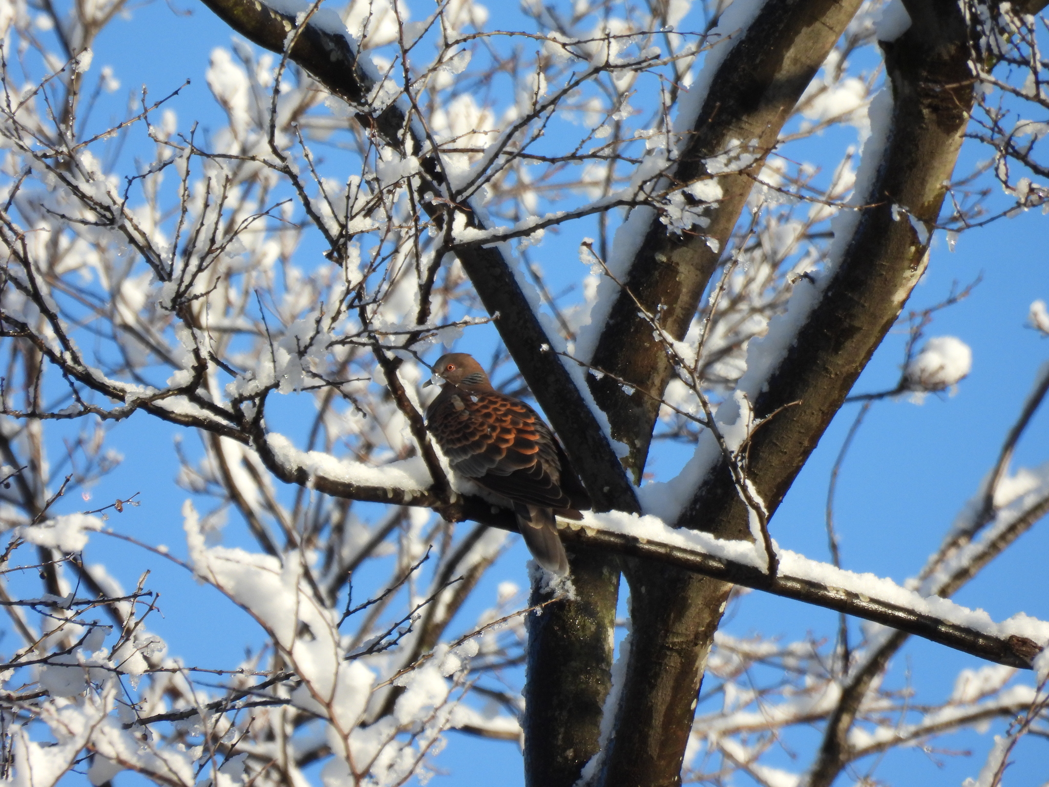 Oriental Turtle Dove (Streptopelia orientalis), photo 2