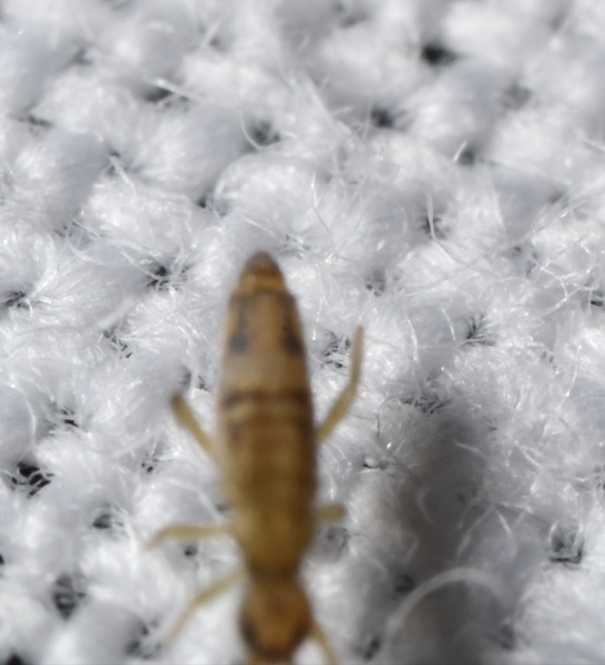 Entomobrya nivalis (C.Linnæus, 1758)