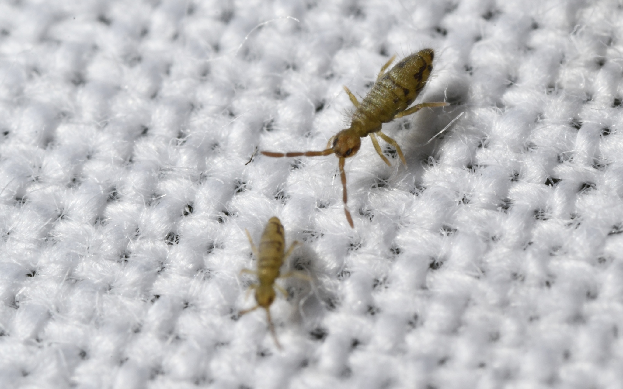 Entomobrya nivalis (C.Linnæus, 1758)