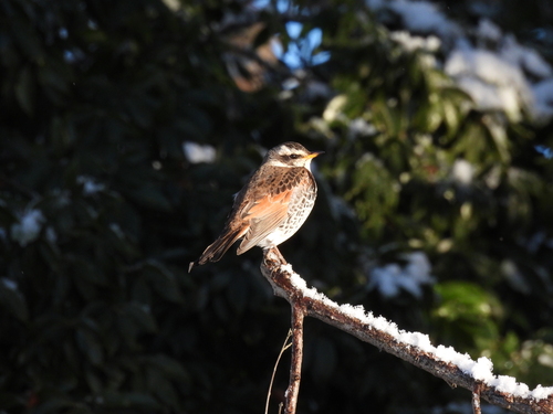 Dusky Thrush (Turdus eunomus)