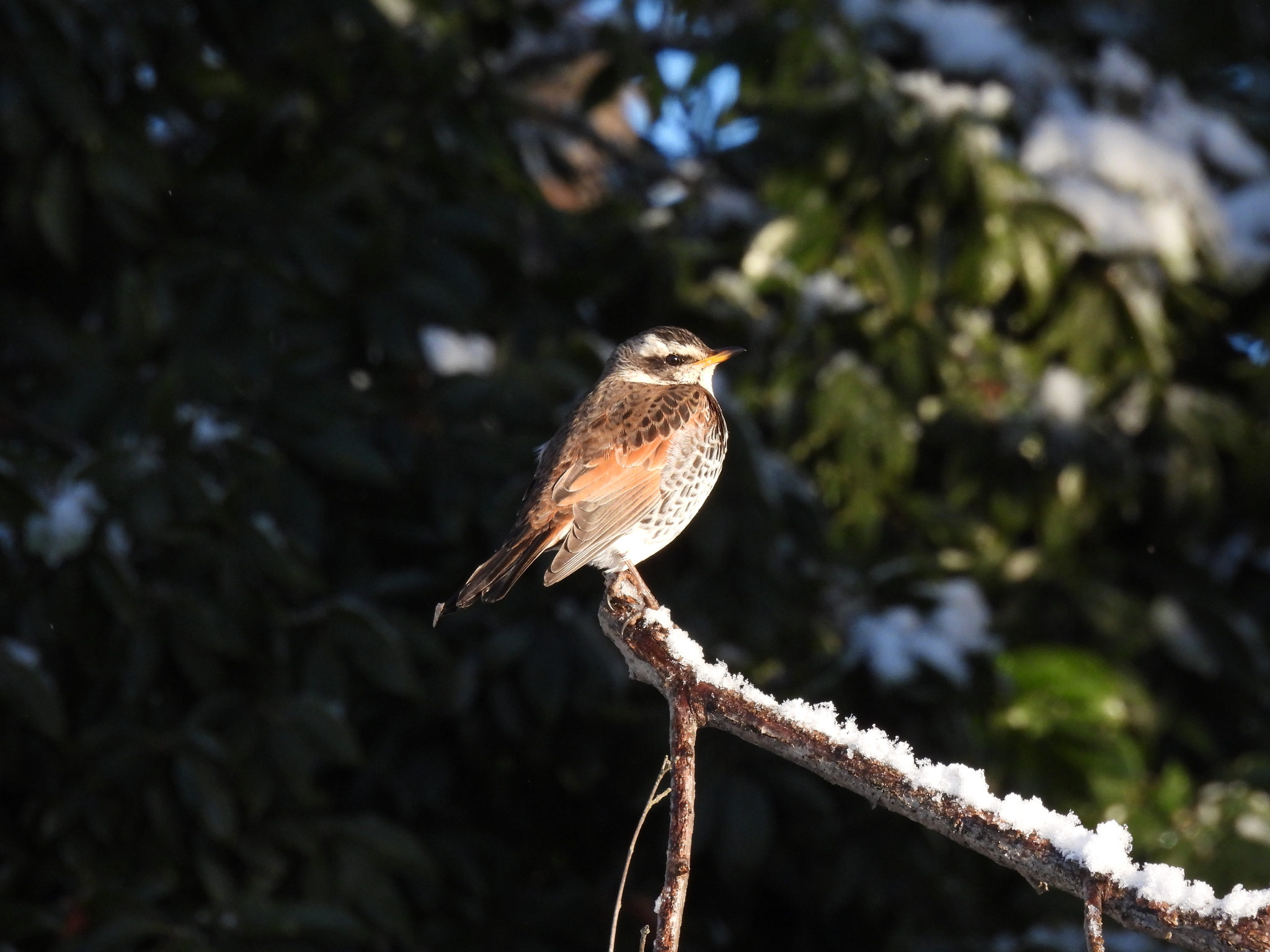 Dusky Thrush (Turdus eunomus), photo 1