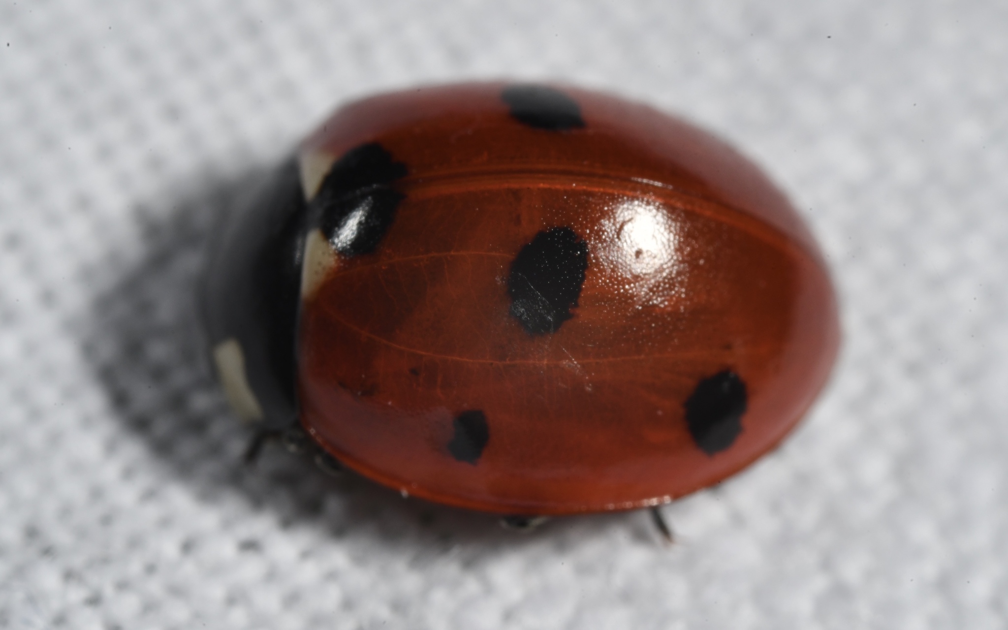 Coccinella septempunctata