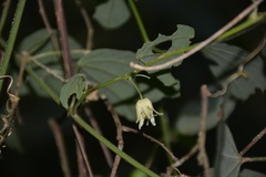 Passiflora pavonis