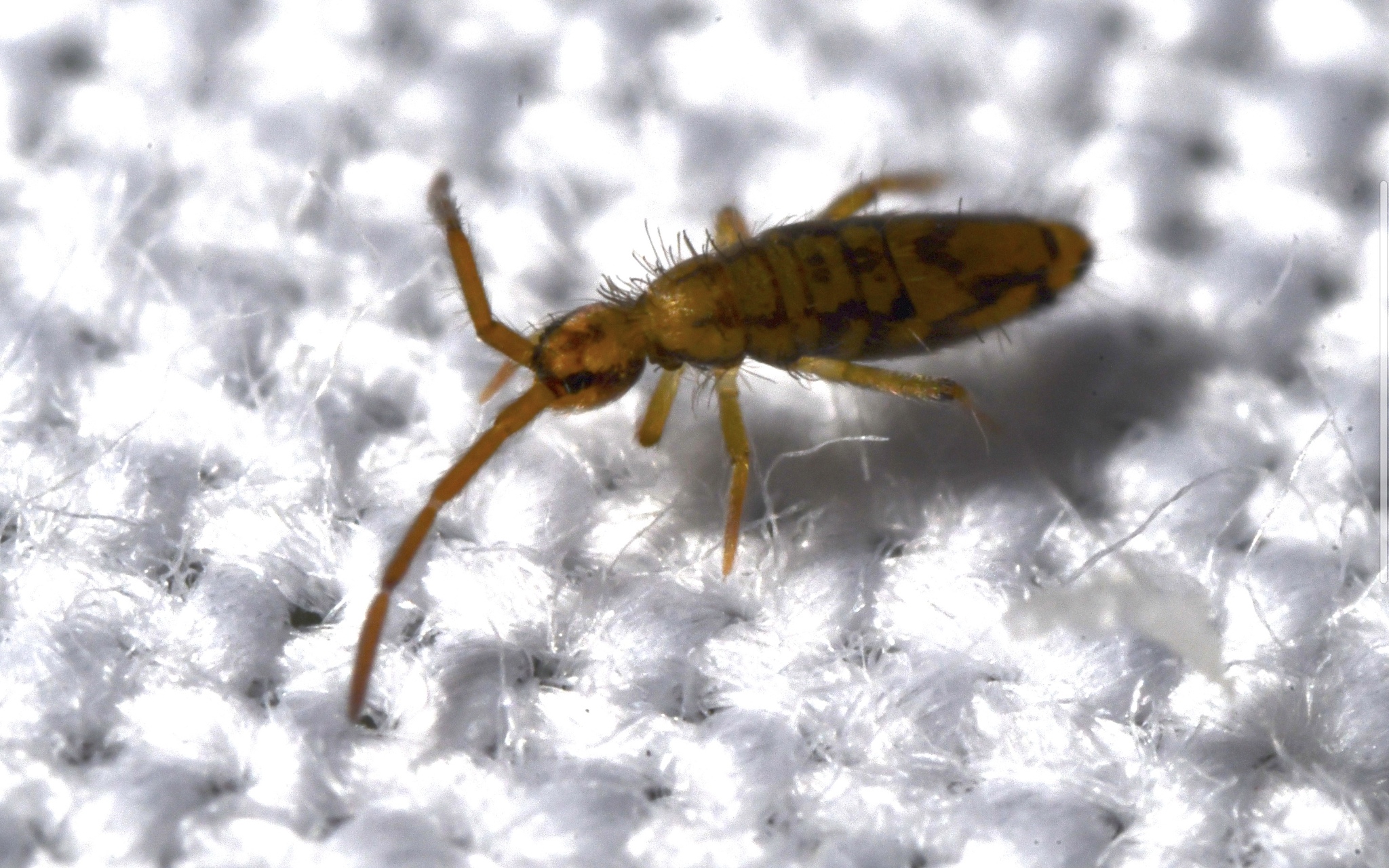 Entomobrya intermedia G.Brook, 1884