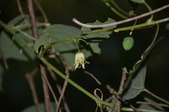 Passiflora pavonis
