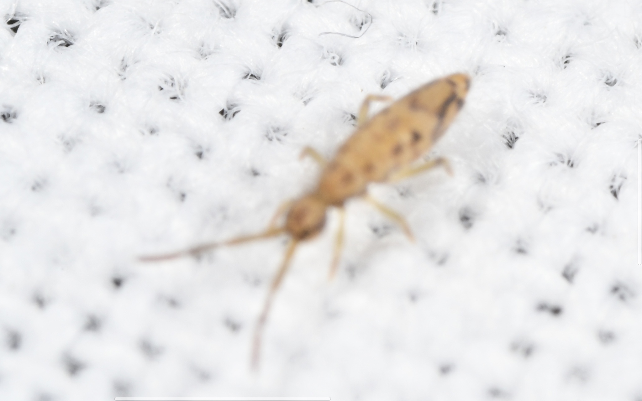 Entomobrya intermedia G.Brook, 1884