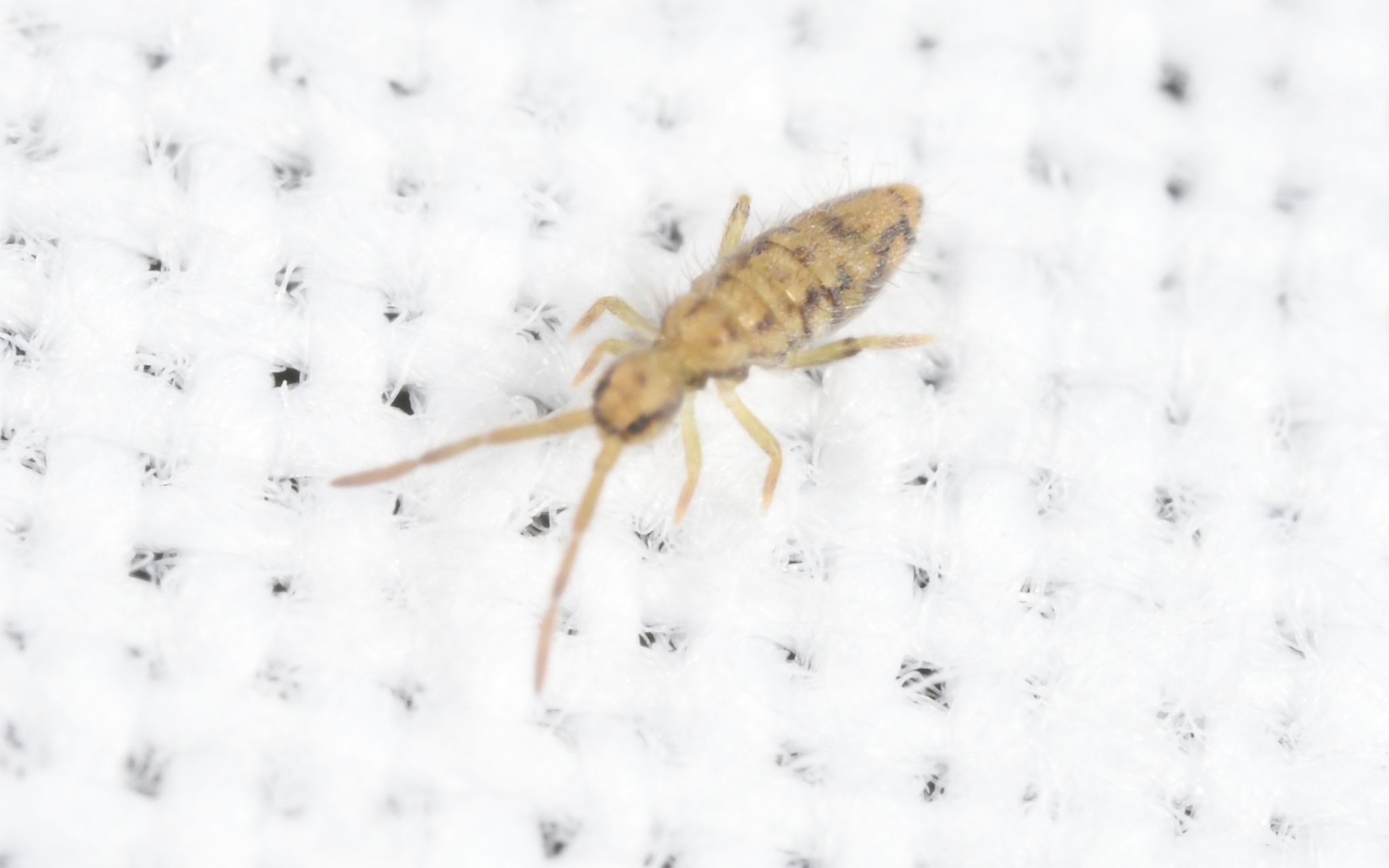 Entomobrya intermedia G.Brook, 1884