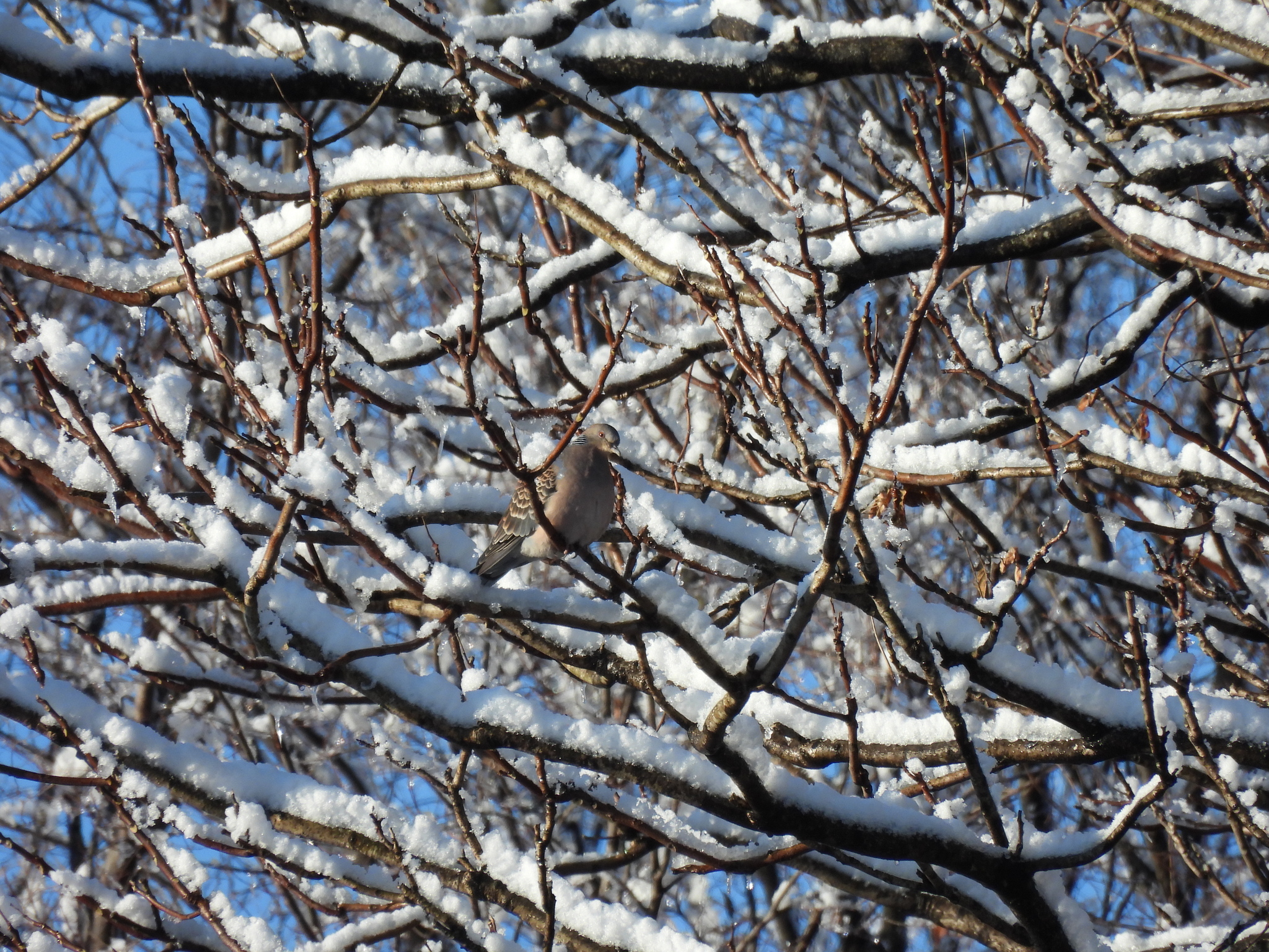 Oriental Turtle Dove (Streptopelia orientalis), photo 6