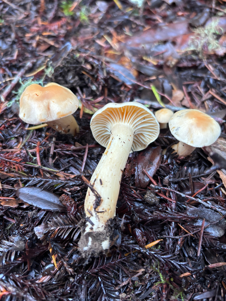 Cuphophyllus pratensis · January 2026 · photo: © reago (iNaturalist, cc-by)