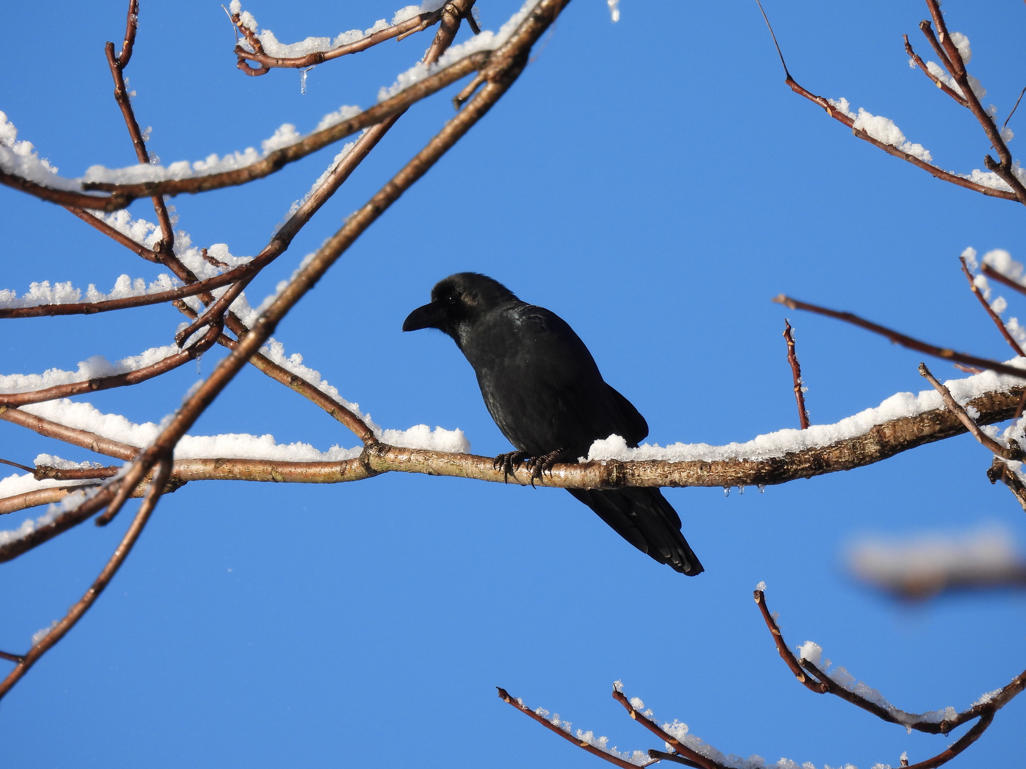 Large-billed Crow (Corvus macrorhynchos), photo 2