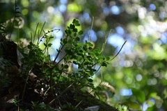 Peperomia leptophylla