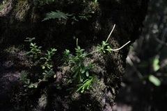 Peperomia leptophylla