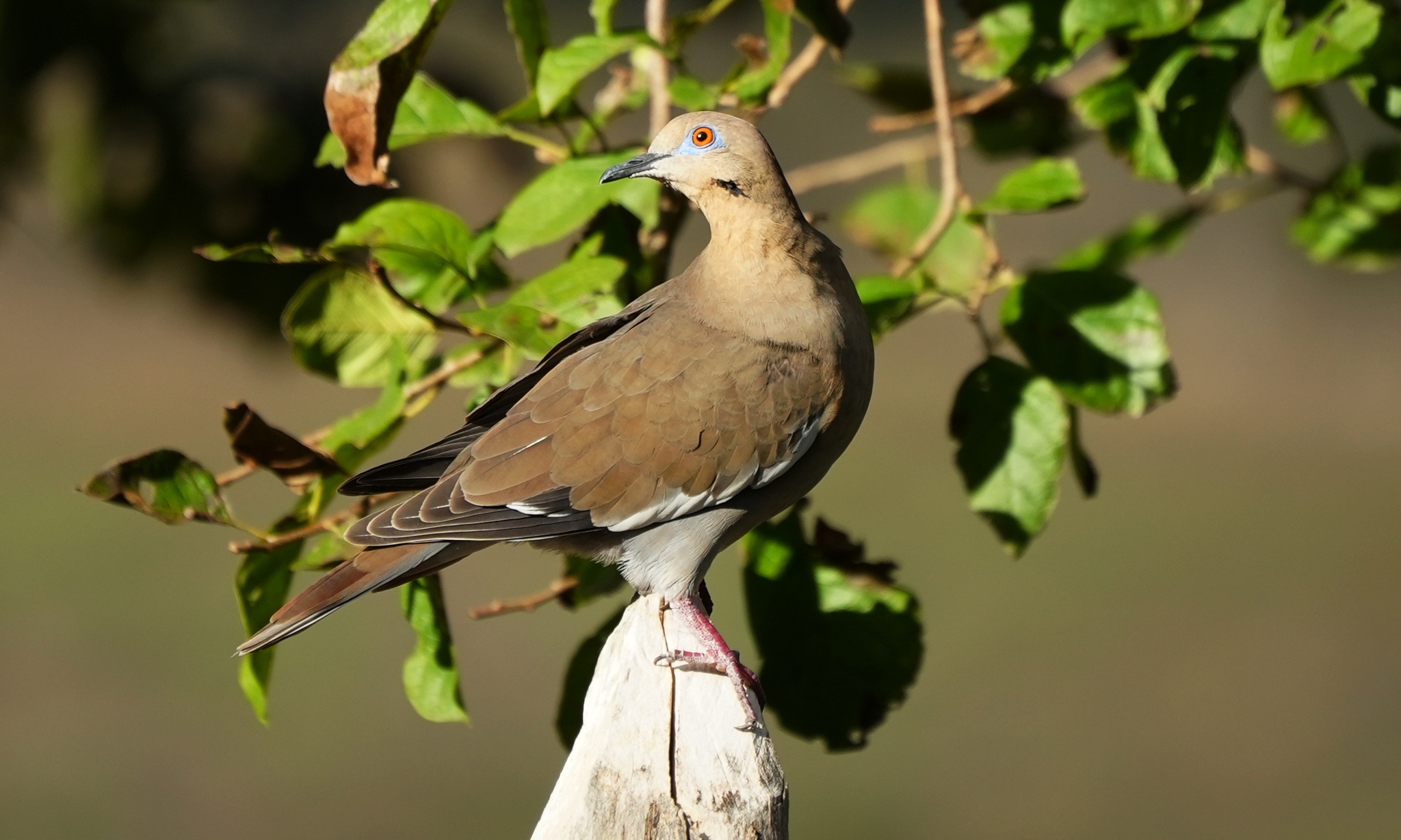 White-Winged Dove - Slide 3