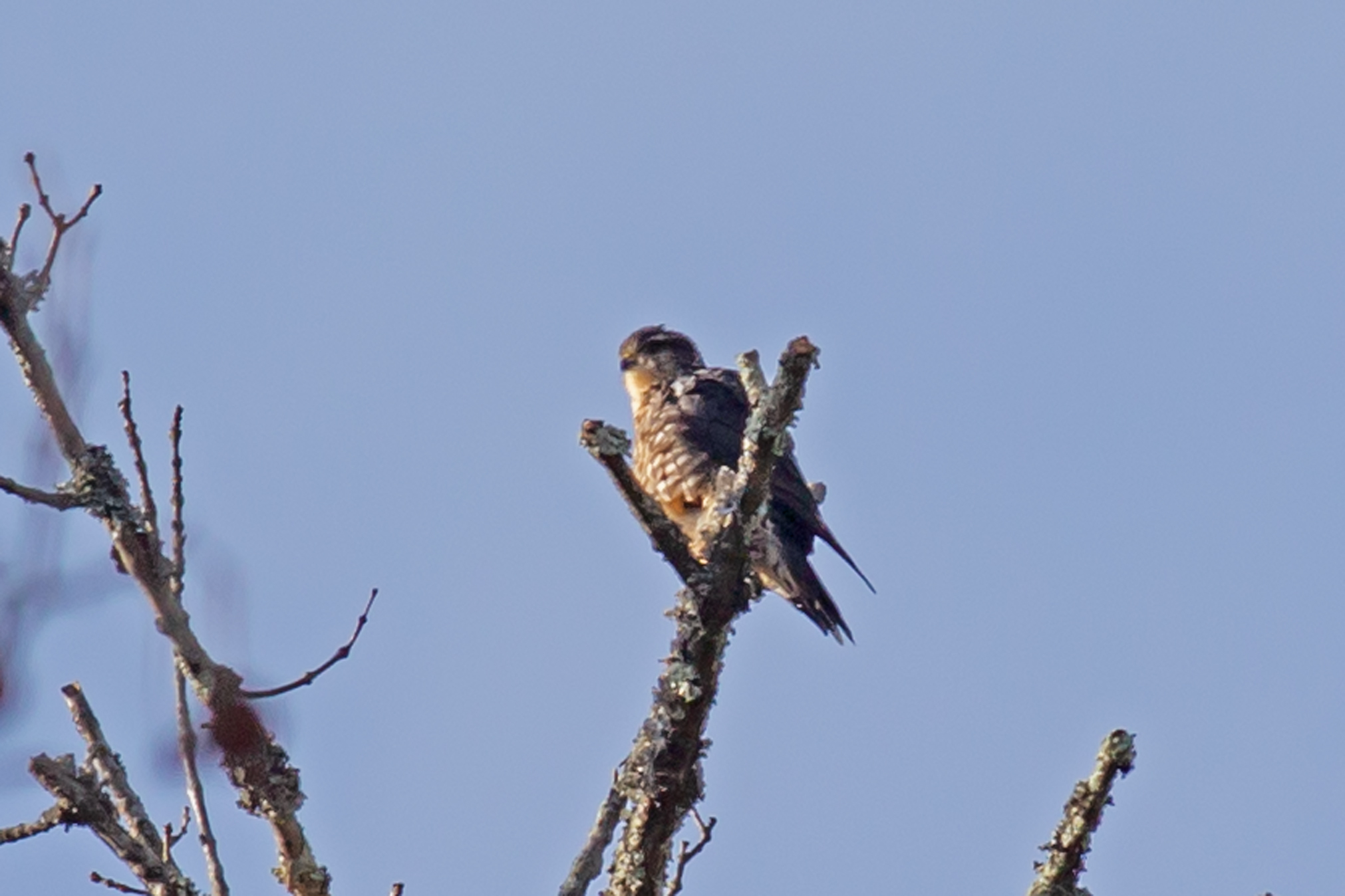 Merlin (Falco columbarius), photo 4