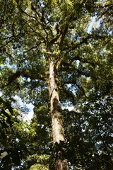 Quercus ocoteifolia