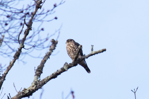 Merlin (Falco columbarius), photo 6