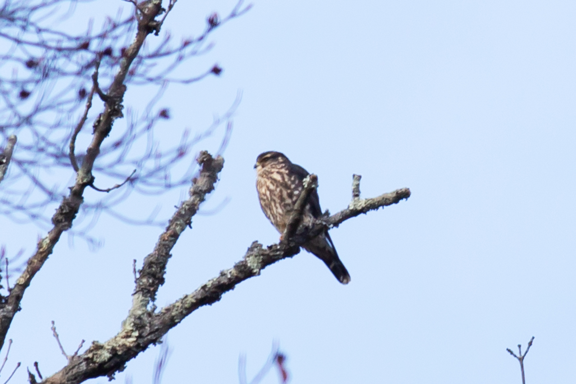 Merlin (Falco columbarius), photo 5