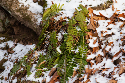 Ein weiteres Foto von Christmas fern