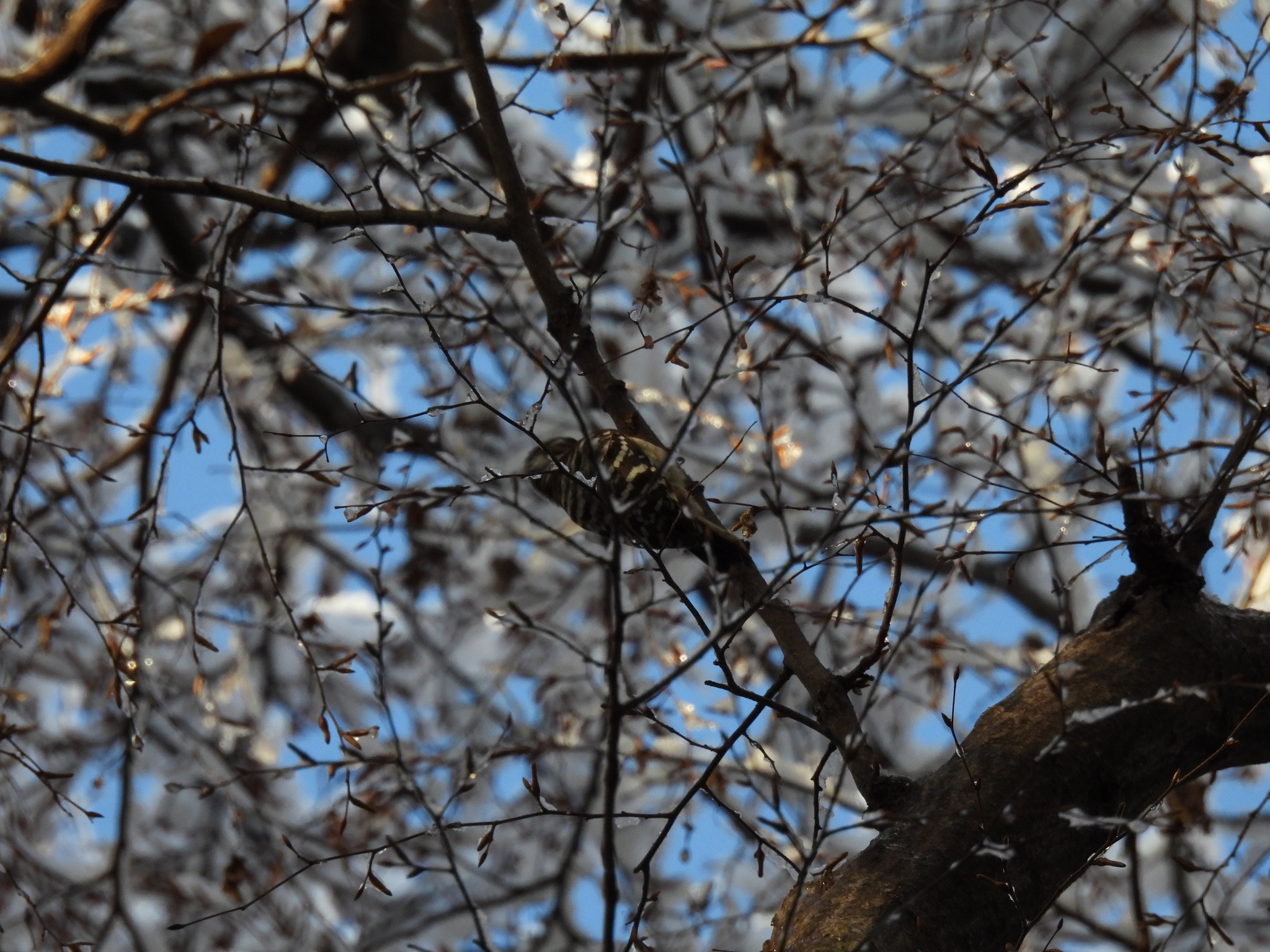 Japanese Pygmy Woodpecker (Yungipicus kizuki), photo 6