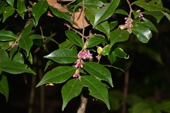 Symplocos breedlovei