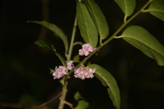 Symplocos breedlovei