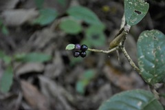 Daphnopsis malacophylla