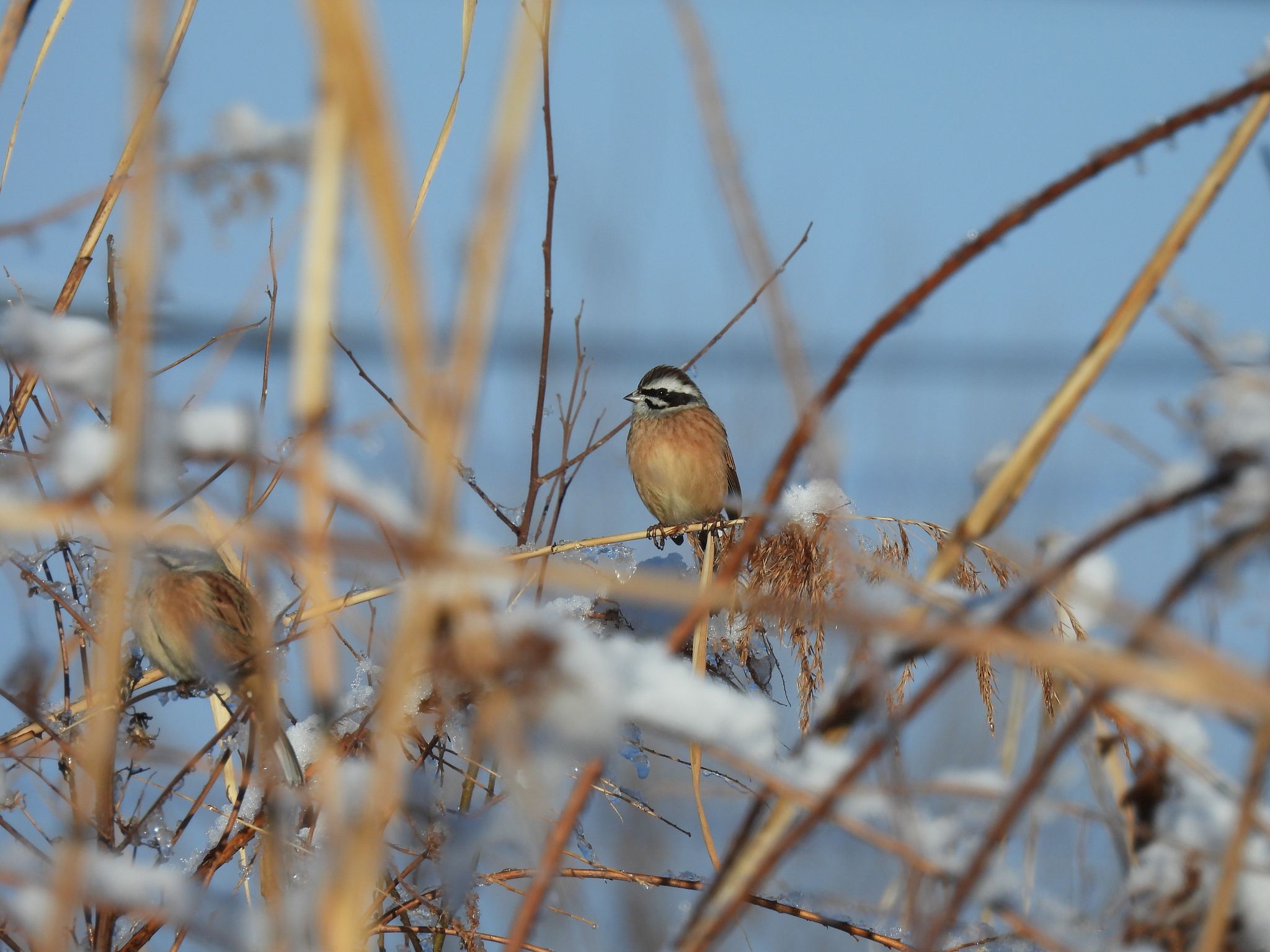 Meadow Bunting (Emberiza cioides), photo 2