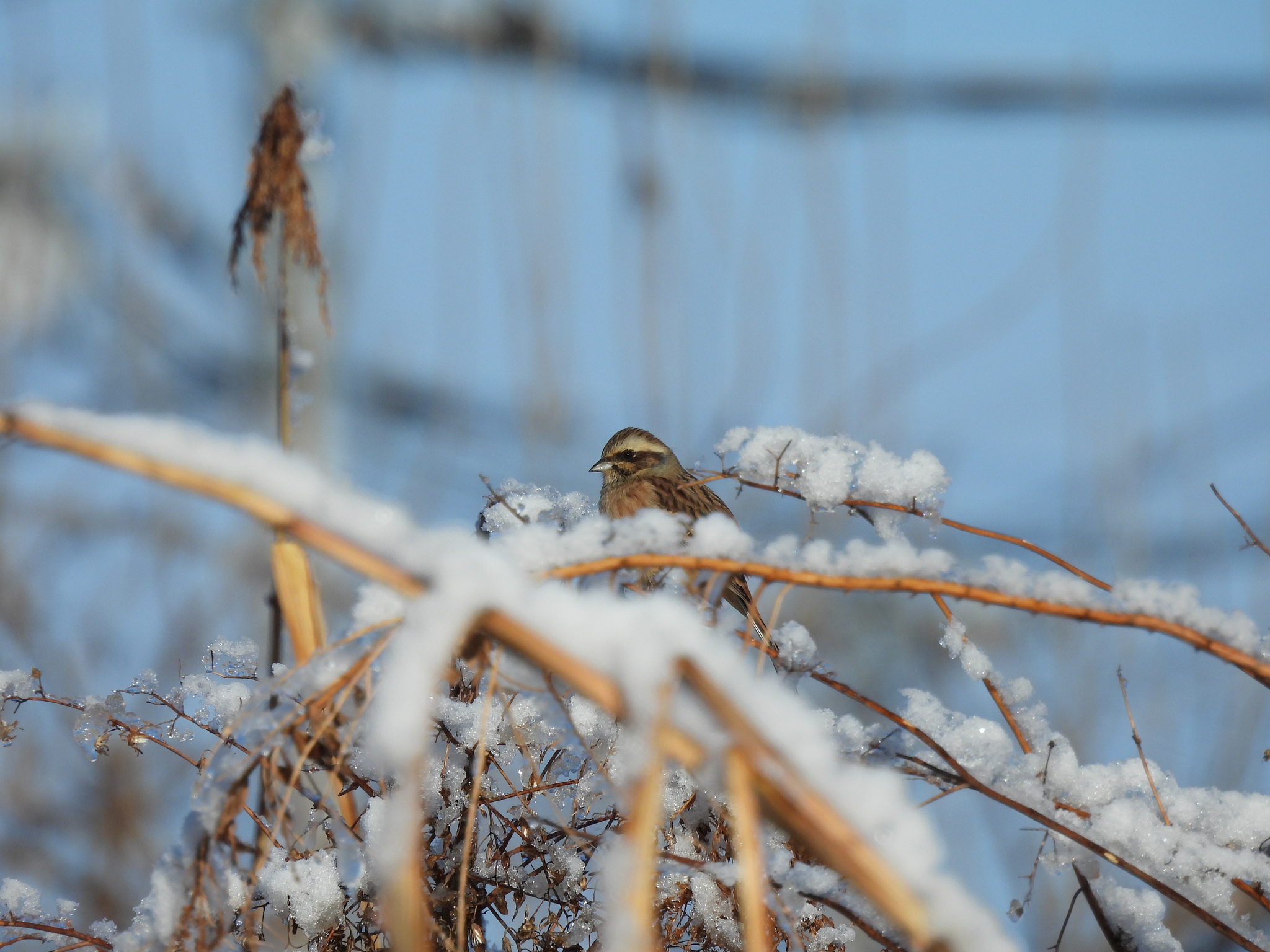 Meadow Bunting (Emberiza cioides), photo 3