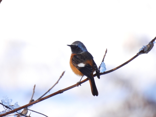 Daurian Redstart (Phoenicurus auroreus)