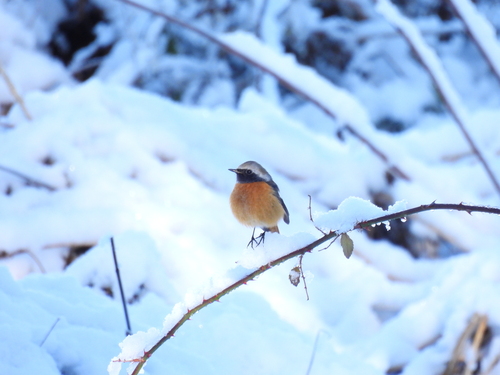 Daurian Redstart (Phoenicurus auroreus), photo 2